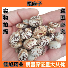 批发  蓖麻子 蓖麻籽 新货 大粒蓖麻子 量大从优