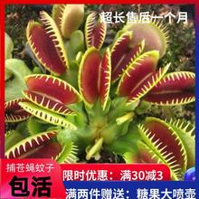 捕蝇草猪笼草食虫草食人花驱蚊草捕蚊草食蚊草超大捕虫草趣味盆栽