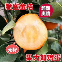 大果脆皮桔滑皮带果发金桔苗嫁接苗金钱桔苗金桔橘子树苗当年结果