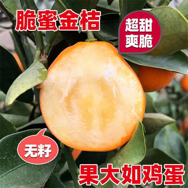 大果脆皮桔滑皮带果发金桔苗嫁接苗金钱桔苗金桔橘子树苗当年结果