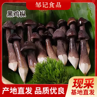 ���u���F؛���l�����Ҝ��������u����؛���ɺ�Ƥ�u���S�ҹ���