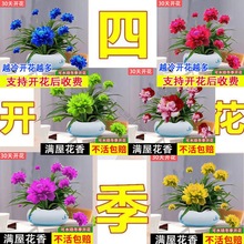 【超便宜】浓香型月光兰盆栽绿植花卉大全耐旱耐旱四季开花水土养