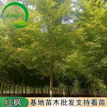 园林工程绿化红枫苗木日本红枫绿化树苗庭院风景大树绿化苗木