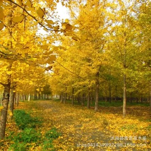 ���Գ��� ���NҎ���y���� ���̾G���y�Ә� Ҏ���Rȫ  ���󃞻�