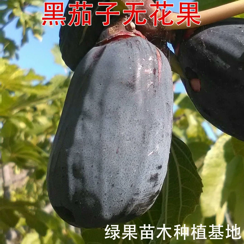 Черные баклажаны, инжир, саженцы фруктов, саженцы инжира, сахарное сердце, мед, горшечные растения для посадки в южных и северных условиях.