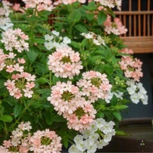 �ļ��_���ױ��軨���̨ͥԺ�@ֲ����l؛�͟����������F��ާ