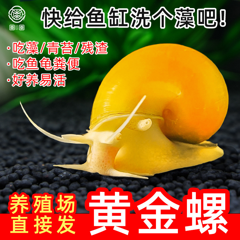 Large Gold Snail Aquarium Cleaning Algae Remover, Live Freshwater Snail for Water Purification and Cleaning Fish Waste Tools