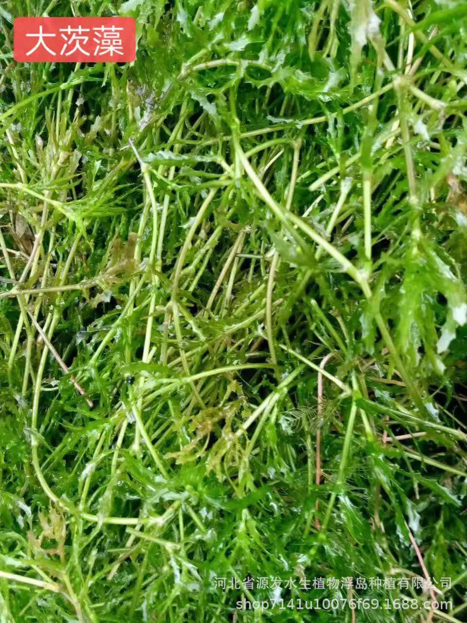 大茨藻.jpg
