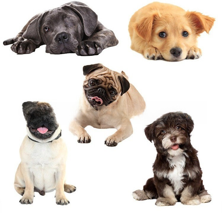 Three dimensional realistic sticker