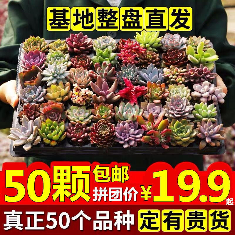 多肉植物卸売鉢植え組み合わせ花屋内ルビーエデナス高級多肉植物ガーデニング|undefined