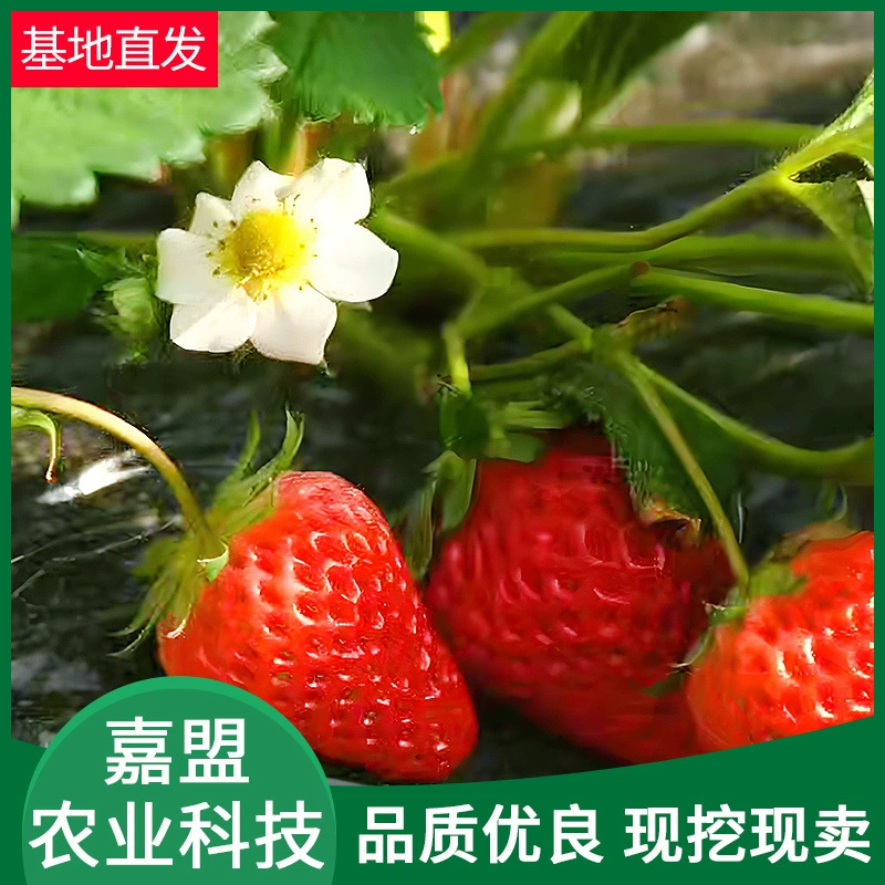 Саженцы клубники подходят для посадки на балконе в любое время года. Саженцы клубники подходят для посадки на балконе в южных и северных районах в том же году.