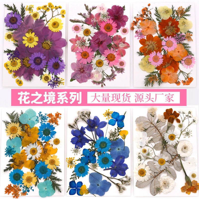 Образцы сушеных цветочных растений детский сад ручной работы наклейки DIY сушеные цветы тиснения наклейки для лица декоративный макияж цветов фото