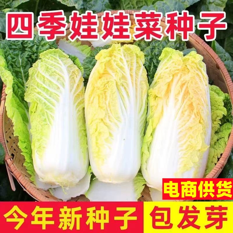 娃娃菜种籽大全四季小白菜种籽黄白菜秋季冬季种子阳台蔬菜菜种孑