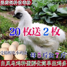 江西白鳳烏雞種蛋受精蛋純種大種型白毛烏骨雞竹絲肉雞孵化蛋