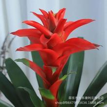 火炬 (鸿运当头)红星凤梨花种子新居开店乔迁客厅植物室内花卉种