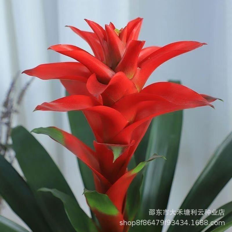 火炬 (鸿运当头)红星凤梨花种子新居开店乔迁客厅植物室内花卉种