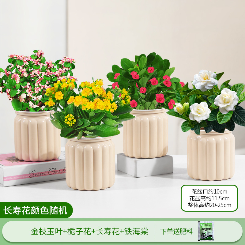 황금가지와 옥잎 + 치자나무 + 카네이션 + 철베고니아