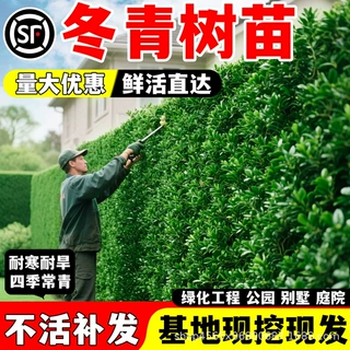 冬青树苗法国北海道黄杨直立篱笆墙庭院围墙植物四季常青耐寒绿篱