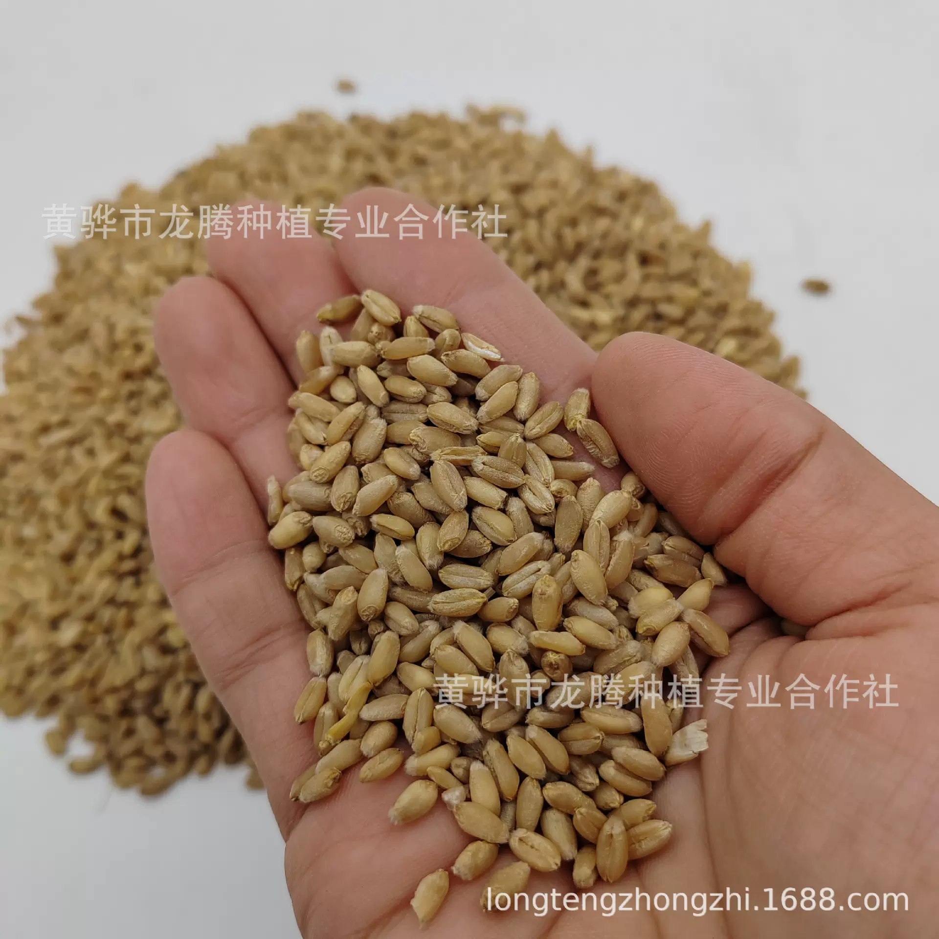 新款小麦粒宠物粮食 水培小麦草种子 熬粥宠物粮食小麦粒厂家