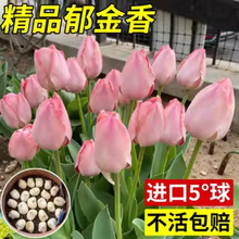 �M��������N��5����ˮ�����B����ֲ���҃����Ի��ܻ����ذ껨�N