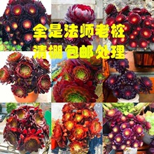 黑法师多肉植物超大 多头 特价清仓甩卖法师多肉老桩组合盆栽批发