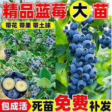 �{ݮ���F�{ݮ�������{ݮ���������ͺ��Ϸ������Nֲ�޽������{ݮ