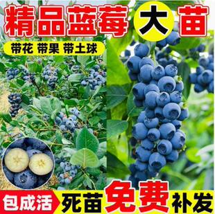 �{ݮ���F�{ݮ�������{ݮ���������ͺ��Ϸ������Nֲ�޽������{ݮ