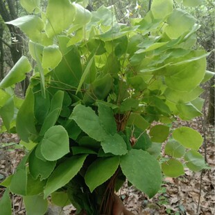 ���C����޽�~���w����޽�~С�~����޽��֦���~����ɐ���i����`Ƣ