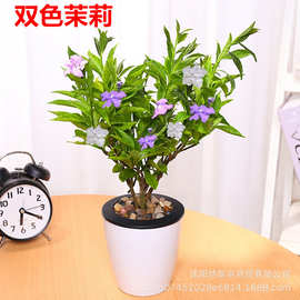 双色茉莉盆栽 双色花苗 鸳鸯茉莉花 阳台室内外盆栽 芳香花卉包邮