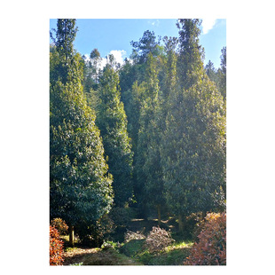 ����ֱ�� ��z�ľ ��z�ľ���� ��z�ľ�� ԭ����z�ľ