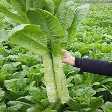 �������Ƥ�A�~�n�S�N�����n�S�N�ӾG���ļ��n�S�N��