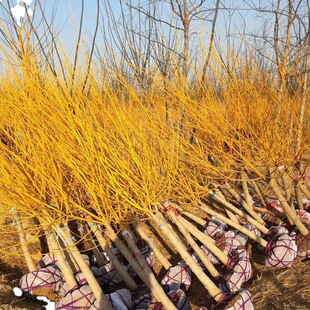 �������l�S�𻱘��� Ҏ���Rȫ��֦��С�� ¶�؈@���쾰�G������