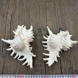 麒麟螺 千手螺天然海螺菊花螺装饰收藏摆件鱼缸家居收藏标本螺