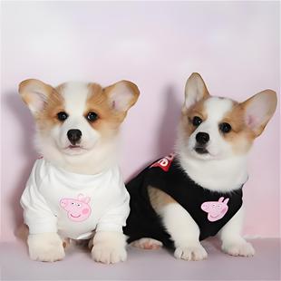���ۼ��N�»���Ȯ���w�����pɫ��ɫ�»�����С�͌������pȮ��HȮ