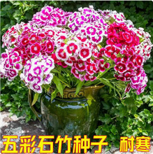 ʯ񻨷NӻɫͥԺ횰ʯ̨ļN_