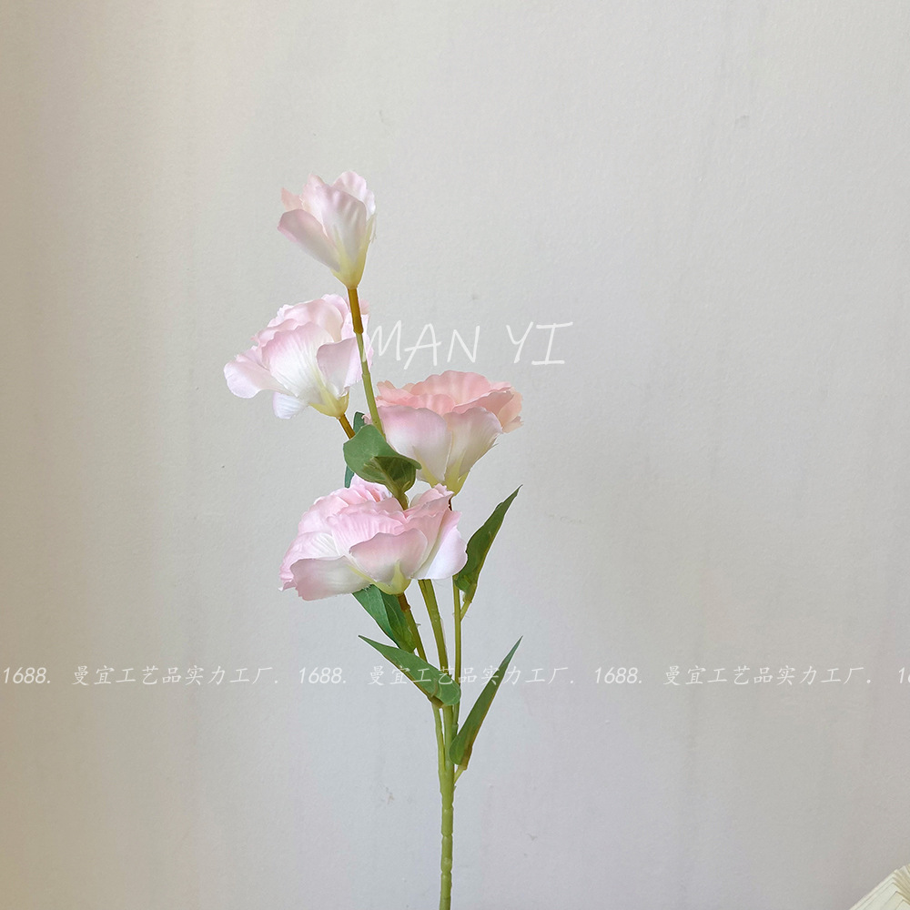 Eustoma rosa de cuatro cabezas