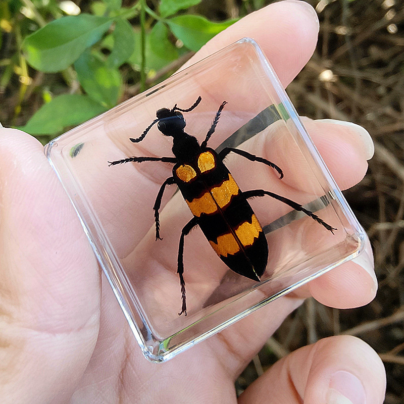 레이크 블루 라지 스팟 코리앤더 80%