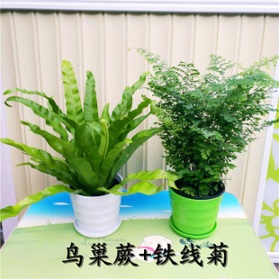 Fern Creative Potted Bird's Nest Persian Wolf Tail Iron Wire Hydroponic Office Background Evergreen Plants in All Seasons