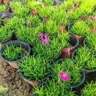 ���l�Wʯ���pɫ�������ͺ����B�m�������������ض������޸�����