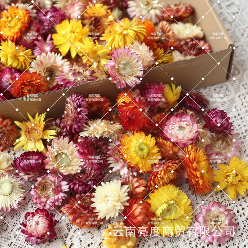 【小雏菊 麦秆菊】干花批发diy材料包真花花材手工拍照装饰七彩菊|undefined