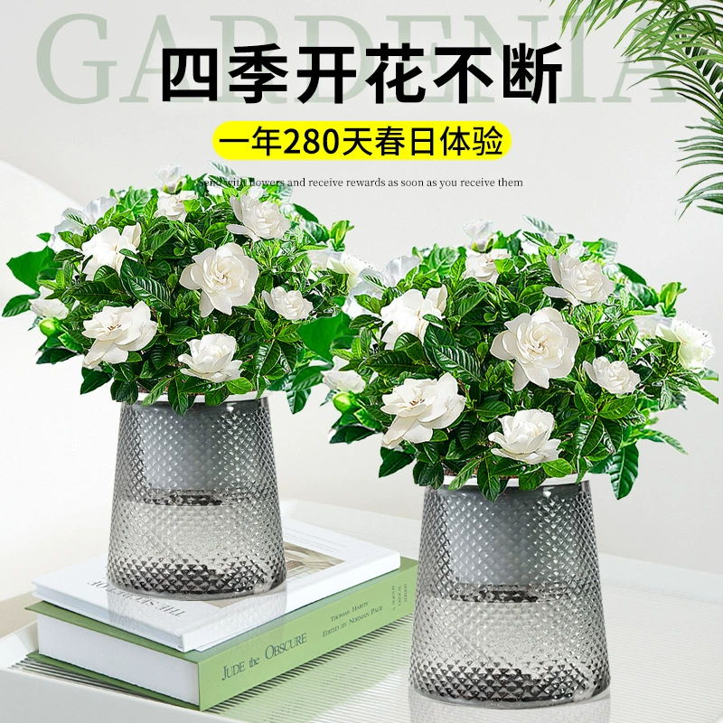Растение в горшке Gardenia цветет в любое время года с бутонами, комнатной корзиной для потов, гидропонными цветами и зелеными растениями, ароматом жасмина и джиу-ли.