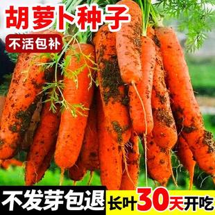 Carrot Seeds, Vegetable Seeds, Red Cherry Radish Seeds, a Complete List of Autum Planting Rapeseed Pots