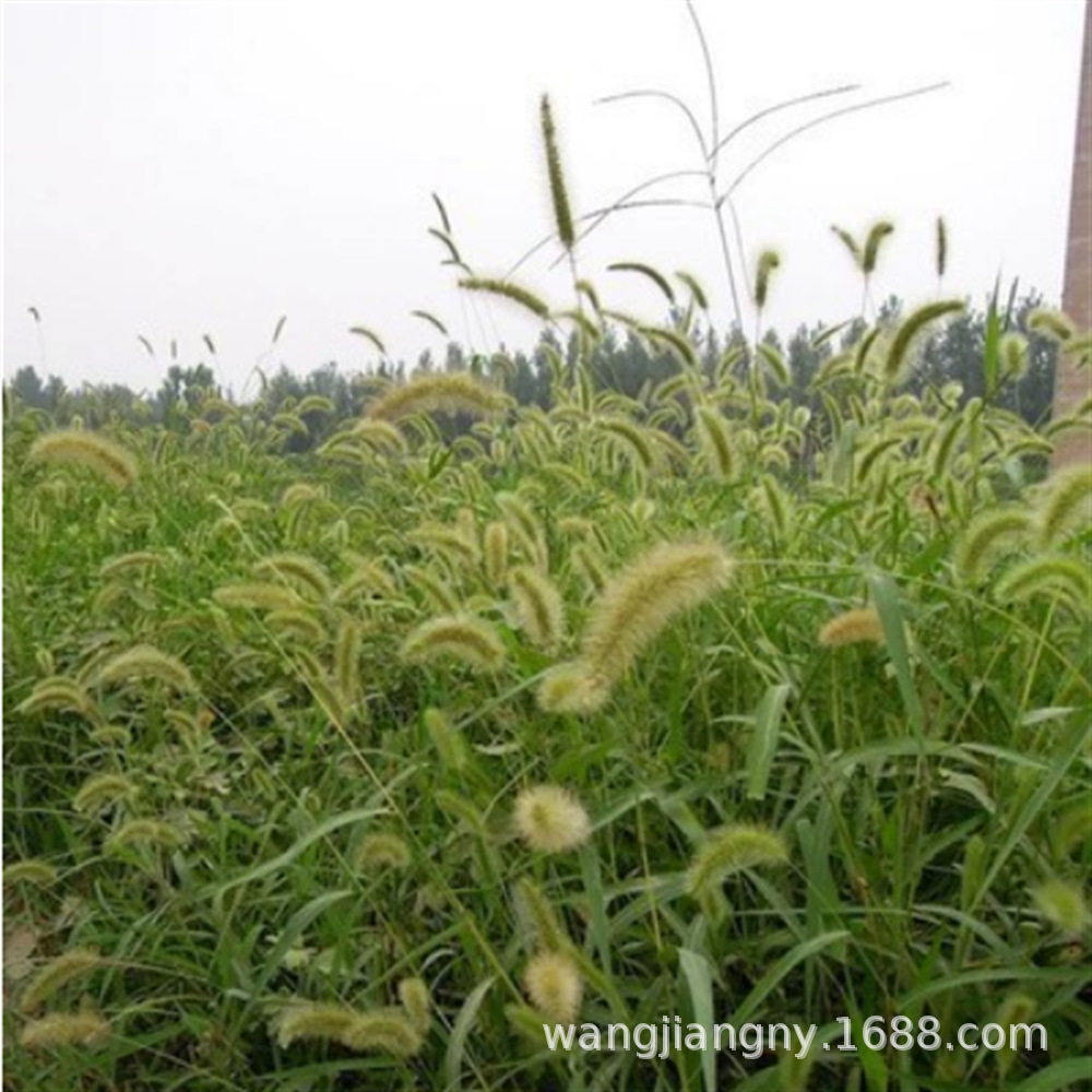 观赏狼尾草种子牧草紫穗狼尾草种籽盆栽公园绿化道路河堤护坡草籽