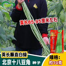 盛优北京十八豆豆角种子 长豇豆架豆角种子 农家春秋菜园阳台蔬菜
