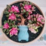 热门盆栽四季花卉