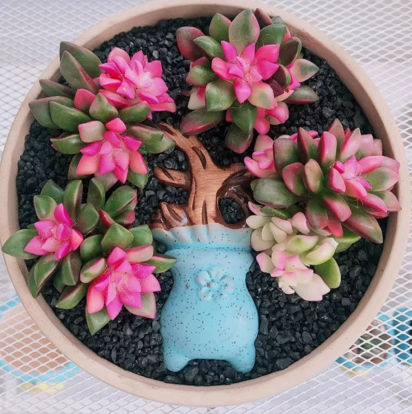 Рекомендуется: суккуленты Fubuki no Matsukazan, популярные комнатные зеленые растения и цветы в горшках, легко выращиваемые для ленивых в любое время года.