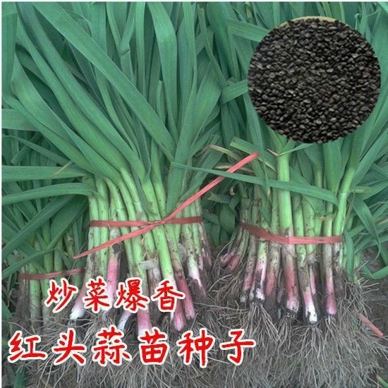 Цвет пакета красная головка семян чеснока фабрика оптом красная головка чеснока Четыре Сезона посадка семян чеснока чеснок ростки лук порей цветок