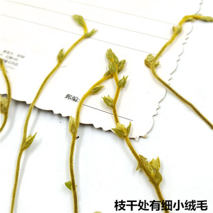 Wild Rattan Dried Flower Embossed Plant Specimen Real Flower Drop Glue Mobile Phone Case Bookmark Children's Table Lamp Sticker Face Pack