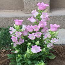 �L⏻������_���҃���ͥԺ�ļ��N�׻�N���Ѳݻ��ܾGֲ�ﴺ����