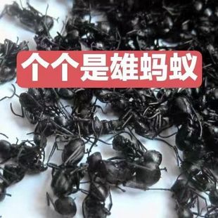 �V�����Λρ����Ʒ�M�ڶ��ρ��Λρɢ�b�B���ݾ���ʳ�þ�Ʒ